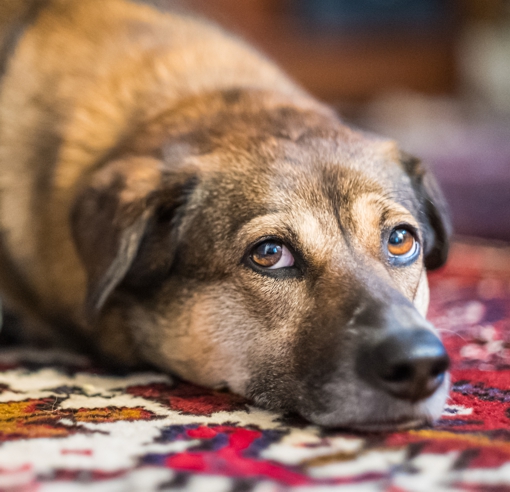 Guilty looking dog on an Oriental Rug