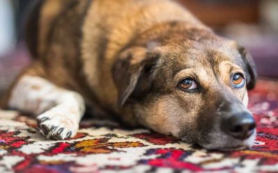Can you remove the dog urine odor from my rugs?