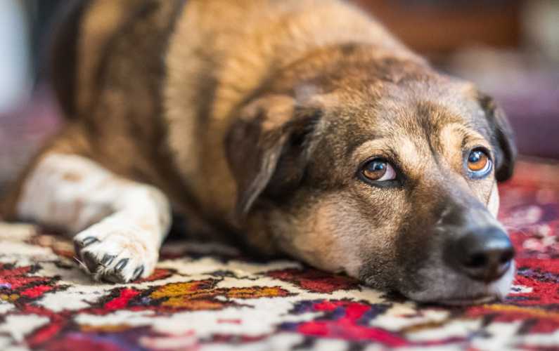 Dog on a soiled rug